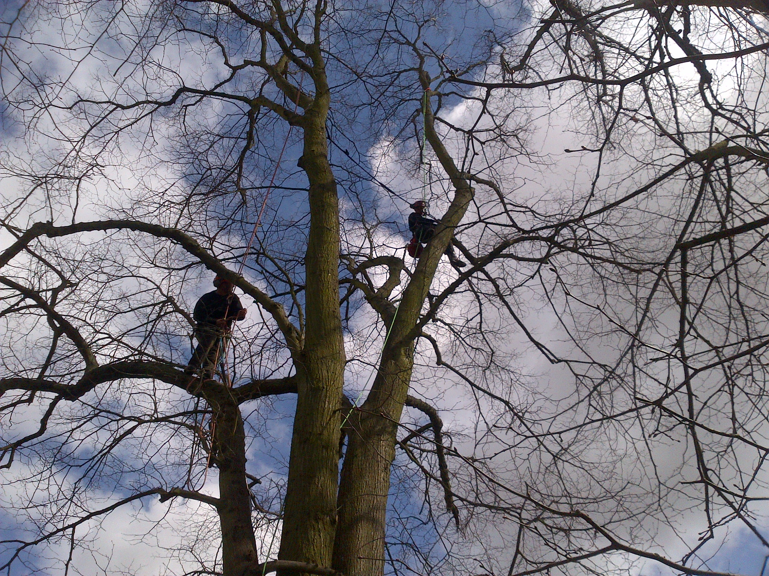 TRUSTED BY WOODLANDS FOR CROWN THINNING IN CARDIFF