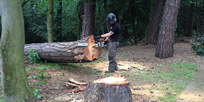 TREE FELLING SERVICES IN CARDIFF