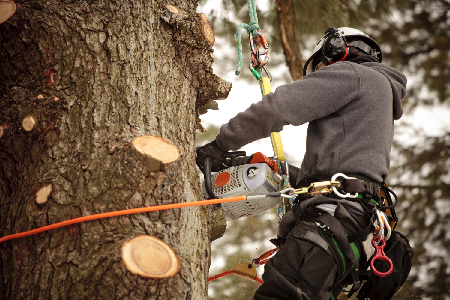 your local specialists for tree surgery in derby