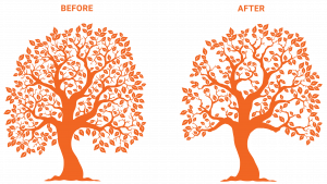 crown thinning diagram